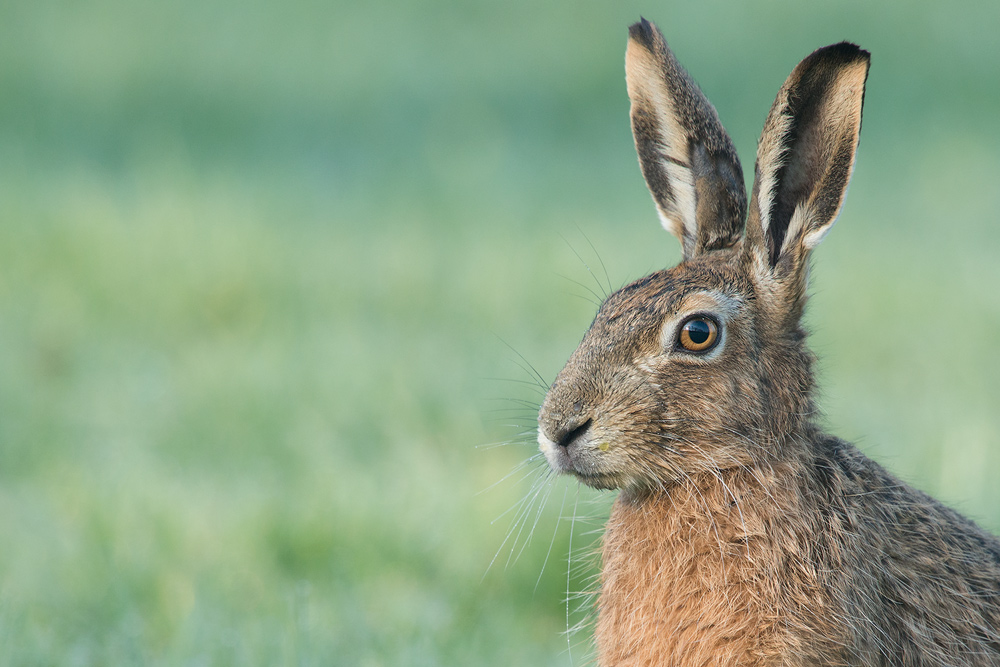 Hase2