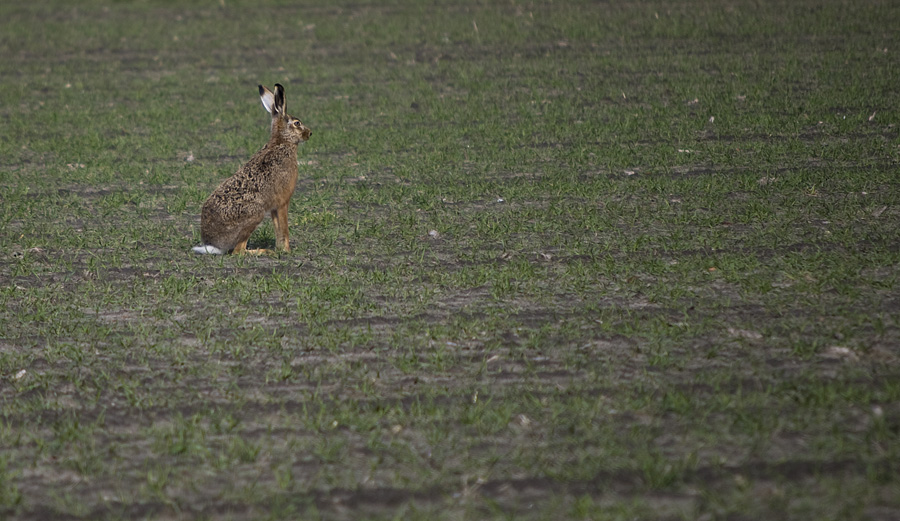 hase2