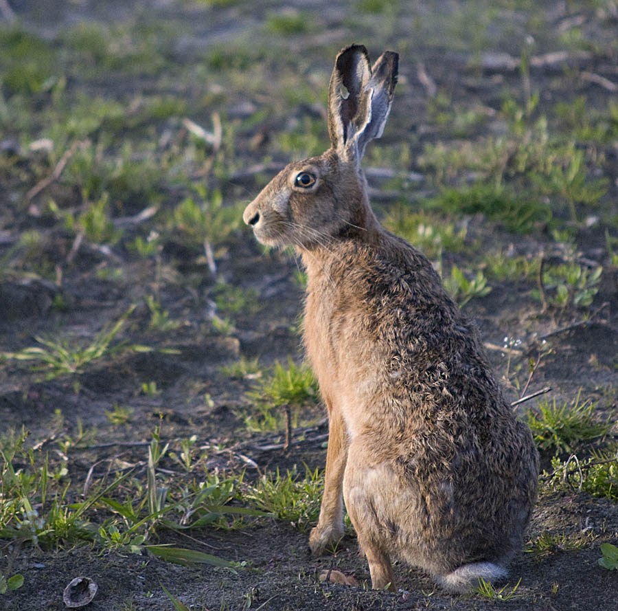 Hase2