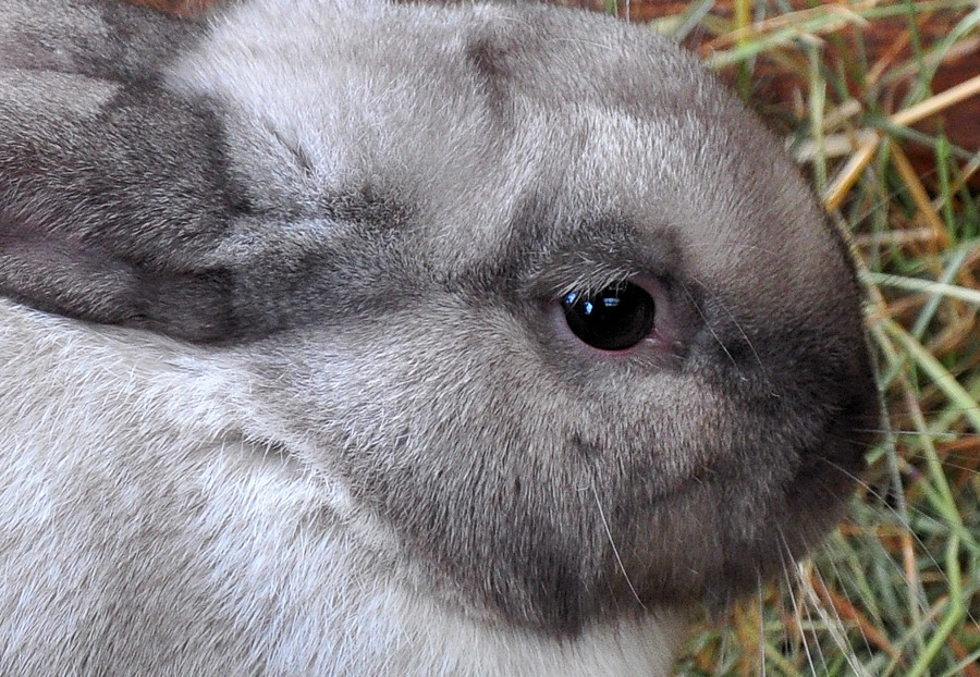 hase2
