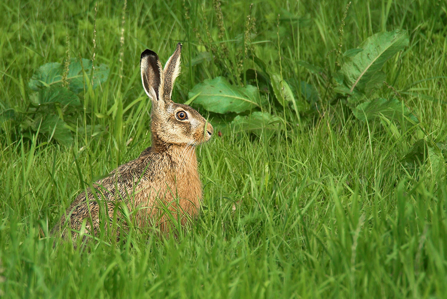 Hase5250.
