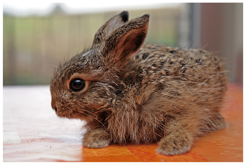 Hase5651bearb