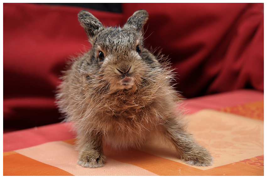 Hase5682bearb