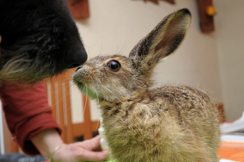 Hase5719bearb
