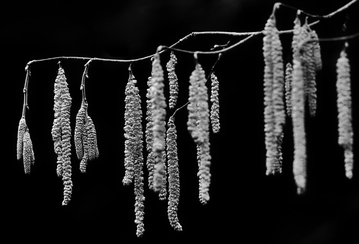 Haselblüte 2 BW.jpg