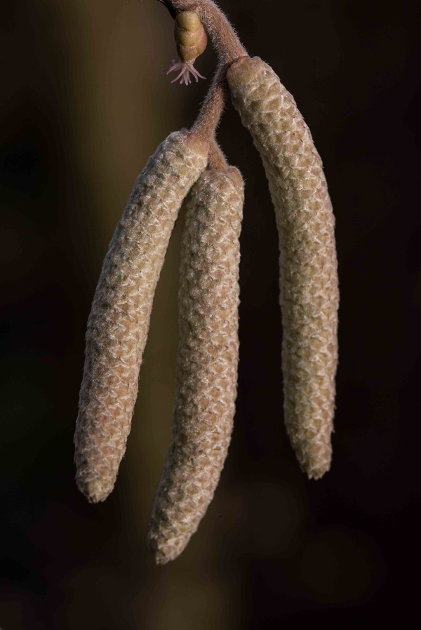 Haselblüte 5.jpg