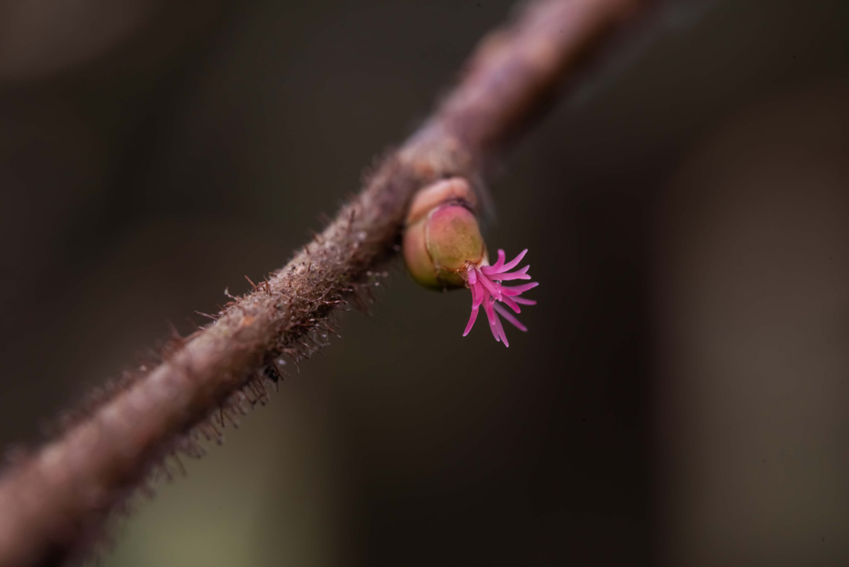 Haselblüte 6.jpg