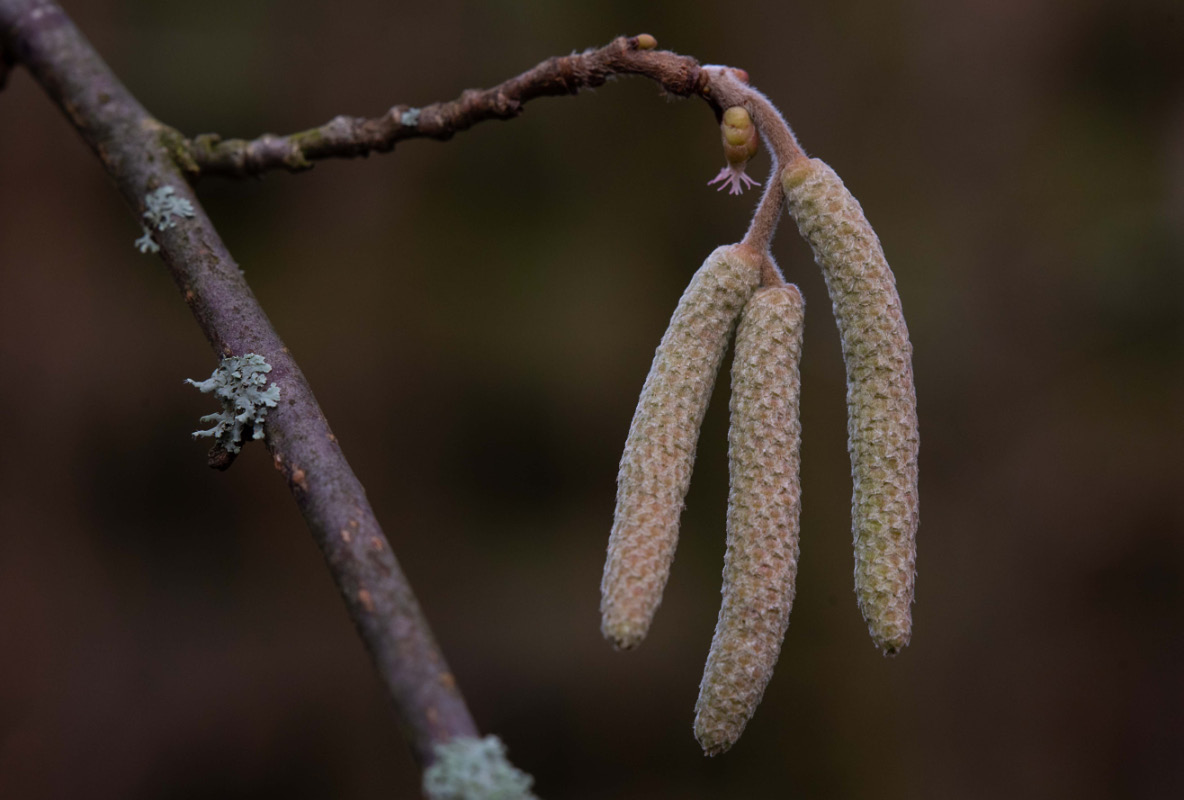 Haselblüte 7.jpg