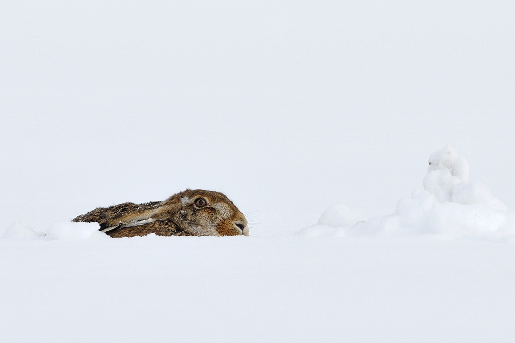 Hasi hat Hasenschneemann gebaut