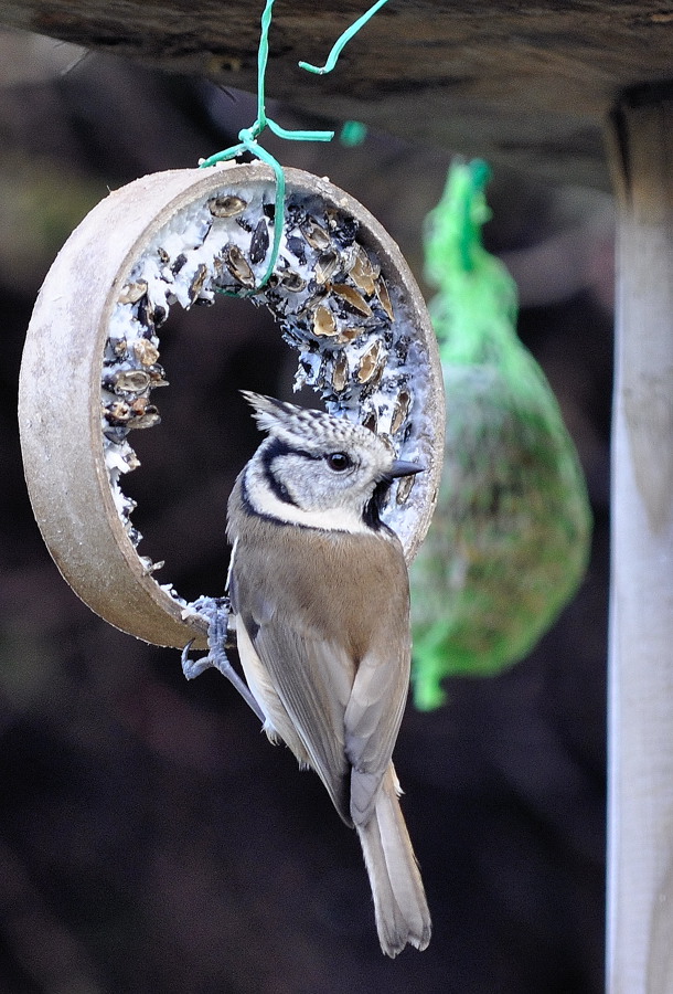 Haubenmeise