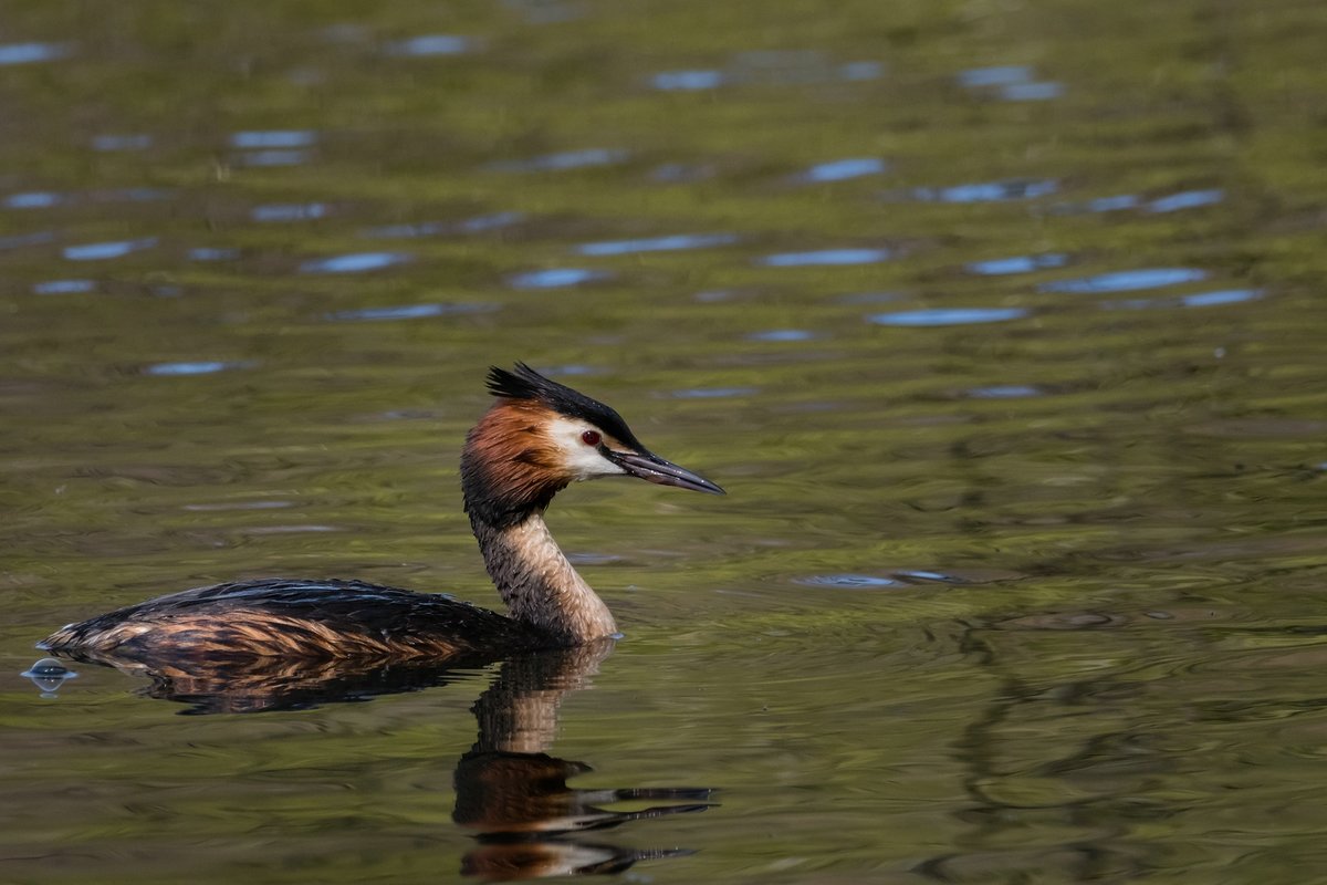 Haubentaucher am Beversee
