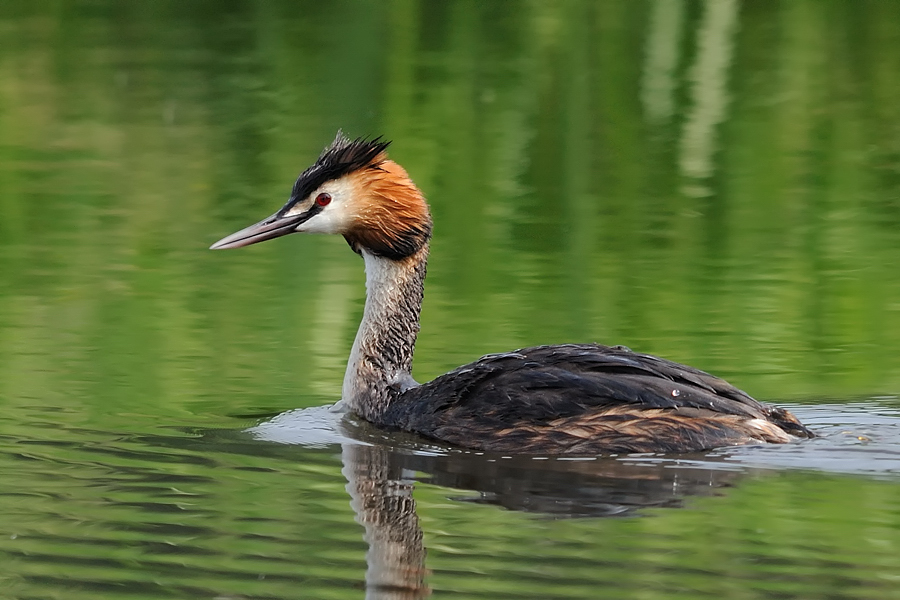 Haubentaucher
am Kastenweiher