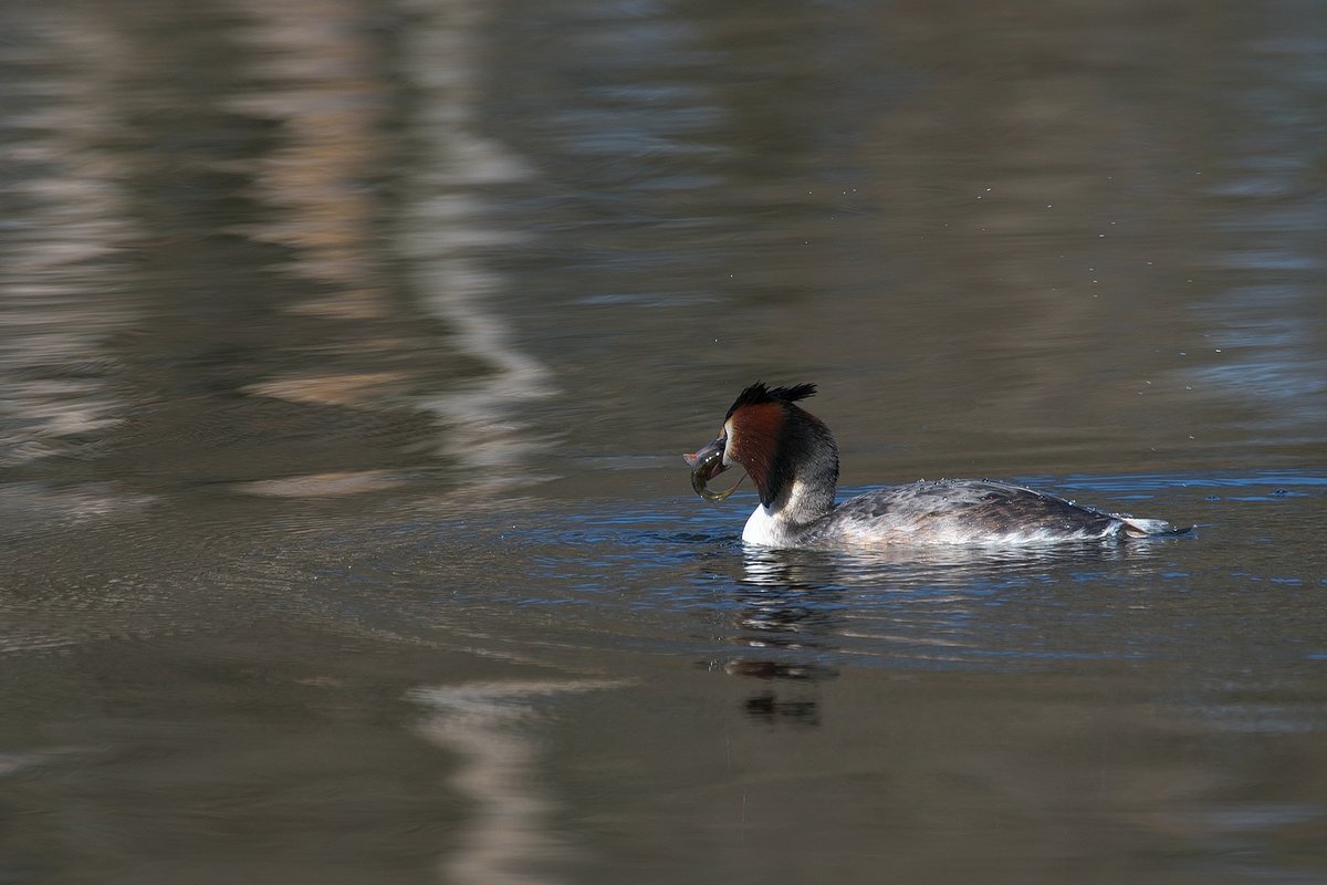 Haubentaucher Beversee