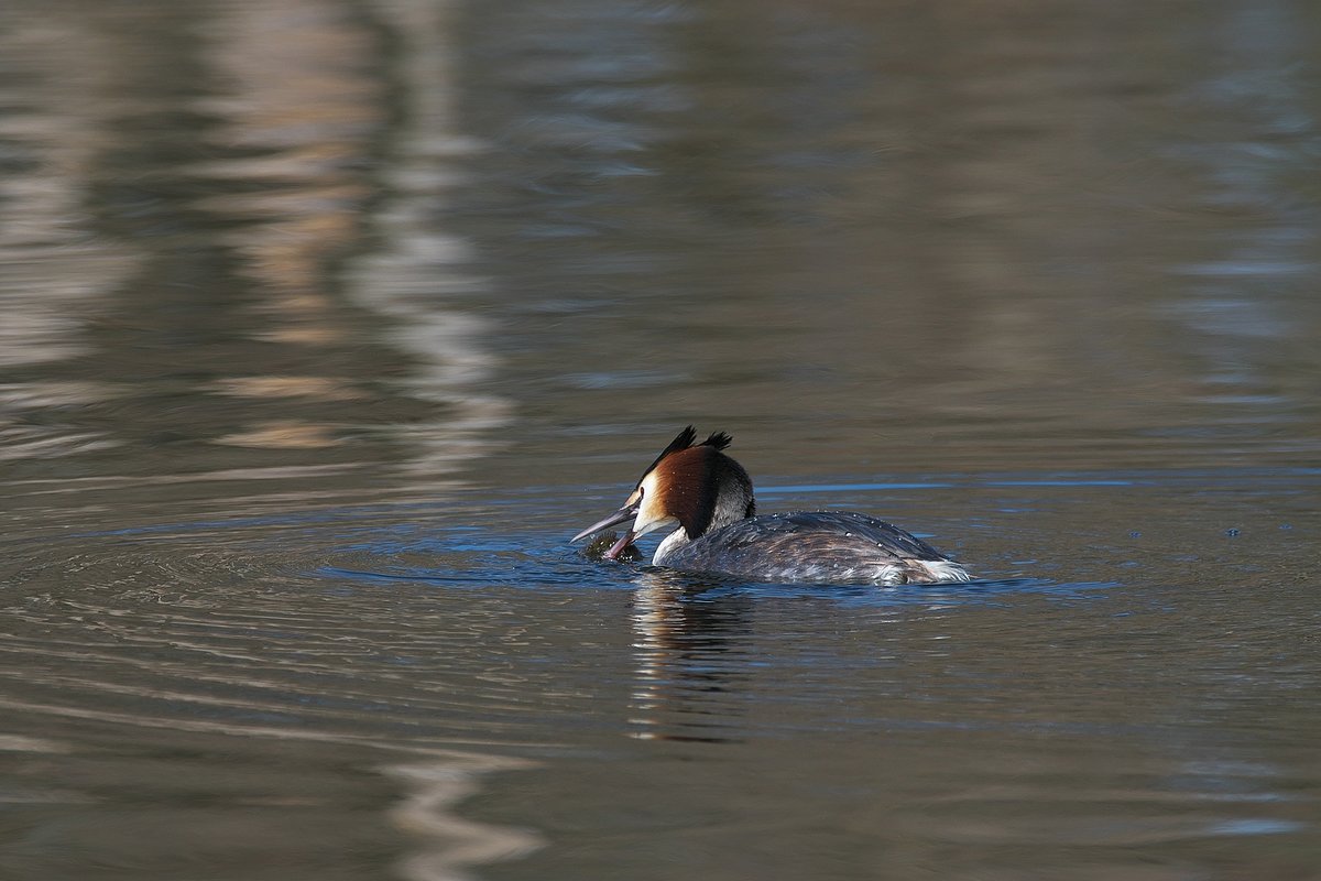 Haubentaucher Beversee