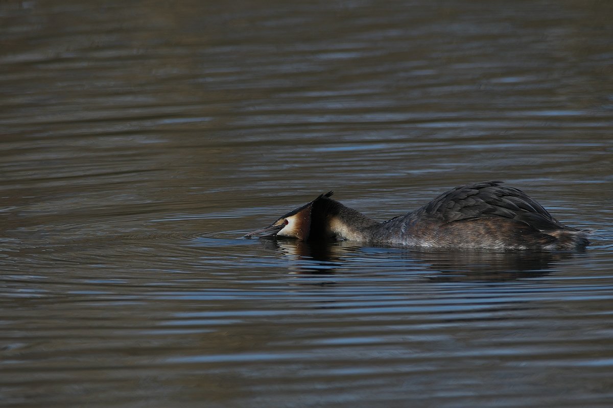 Haubentaucher Beversee