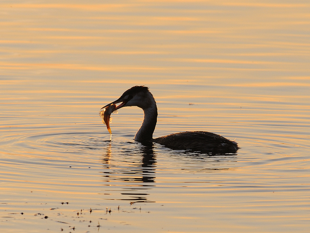 Haubentaucher Podiceps cristatus)