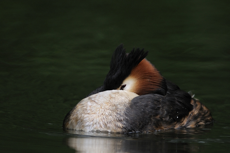 Haubentaucher, sRGB, Kock's Loch
