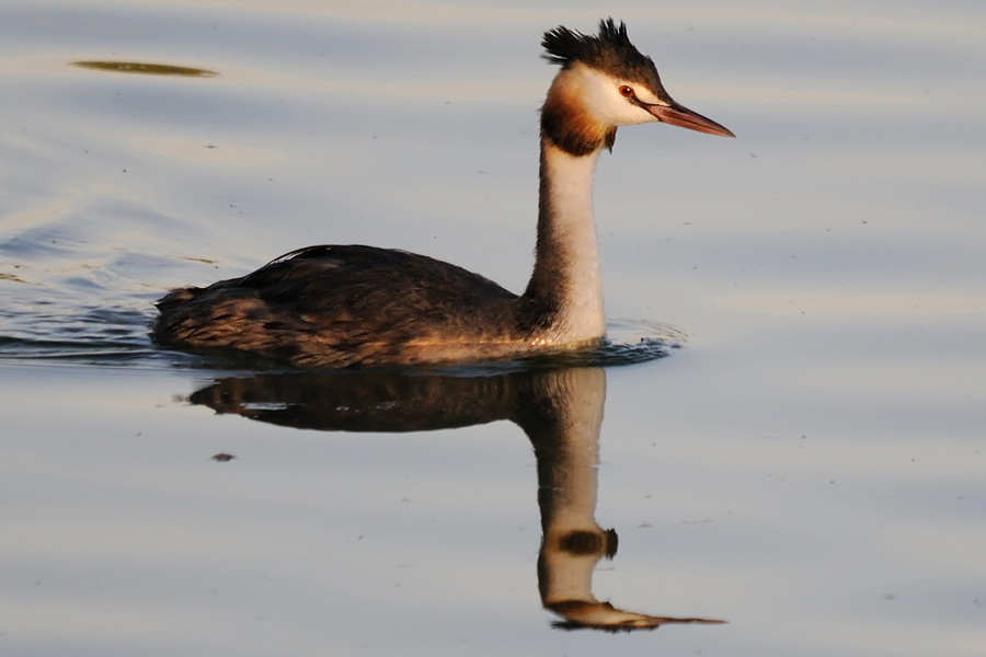 Haubentaucher 
Vogelinsel 01