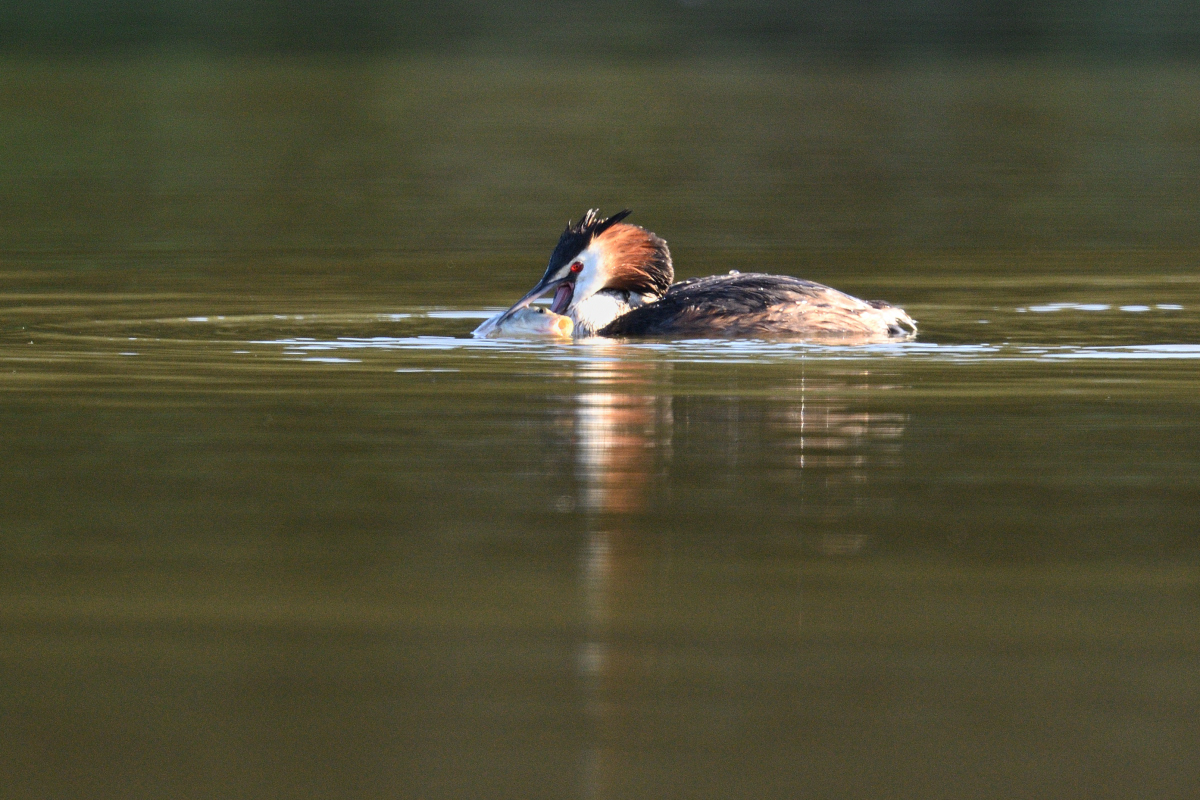 haubentaucherPH8_0993nf.jpg