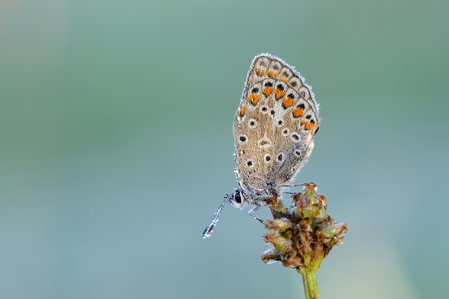 HauhechelCAA 2467