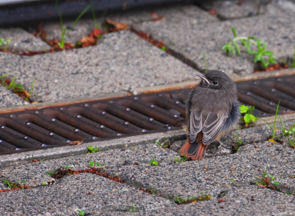 Hausrotschwanz 02