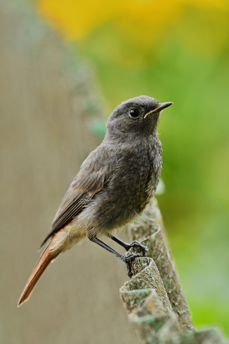 Hausrotschwanz (w. Jungvogel) XIII.jpg