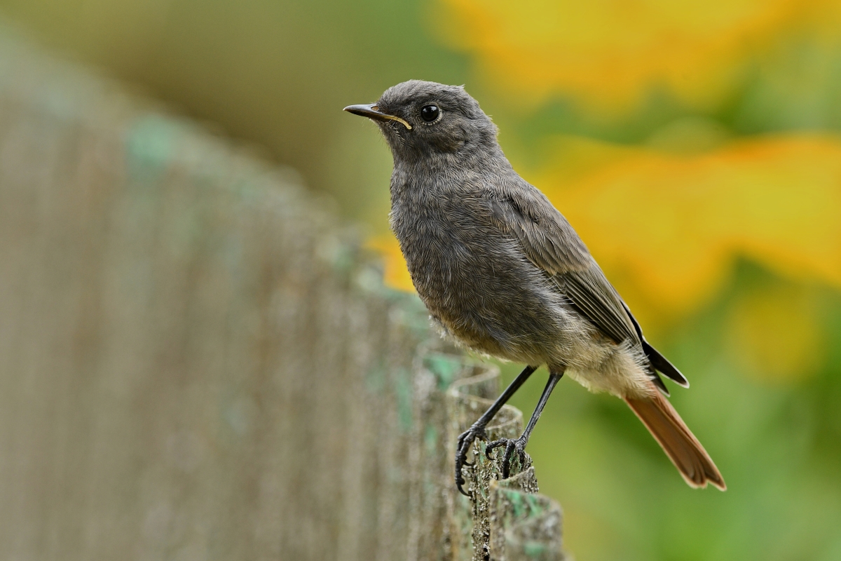 Hausrotschwanz (w. Jungvogel) XIV.jpg
