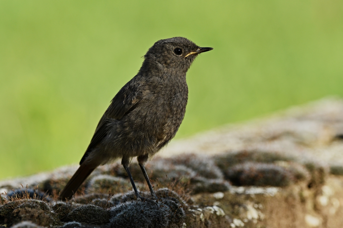 Hausrotschwanz (w. Jungvogel) XVII
