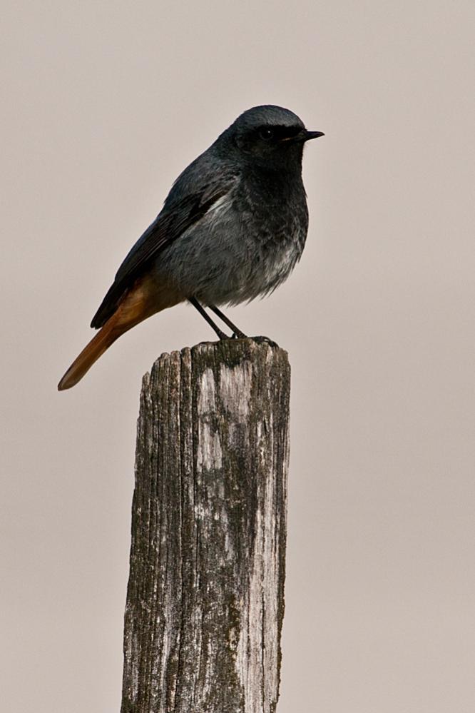 Hausrotschwanzmännchen

Heute, 8° 11´, D300s + AF-S 2,8/300mm G ED VR + TC 20E III;
freihand, 1/1000s, effektive Blende 5,6; Hochformat aus Querformat