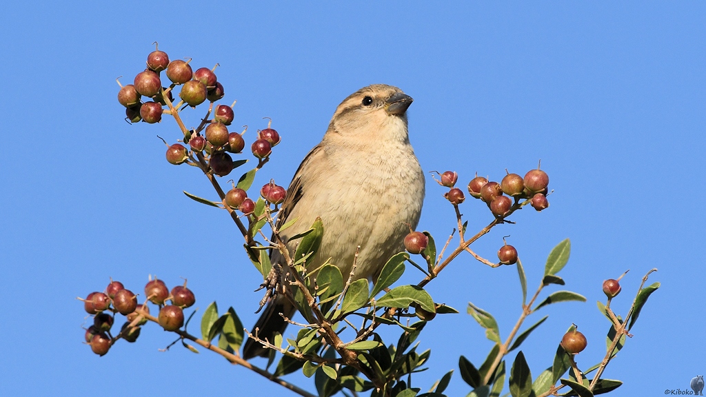 Haussperling
s980 Karima House Sparrow 5774