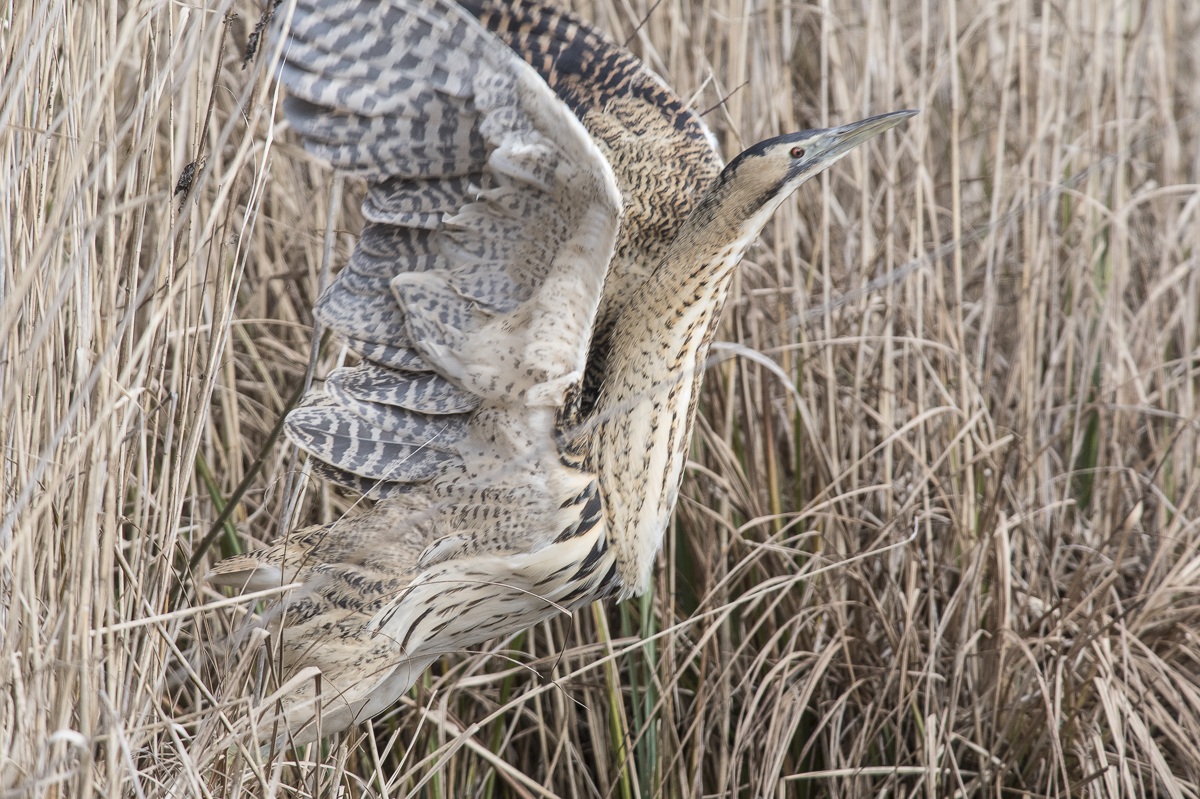 HAW 6974