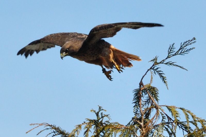 Hawk im Stanley-Park Vancouver