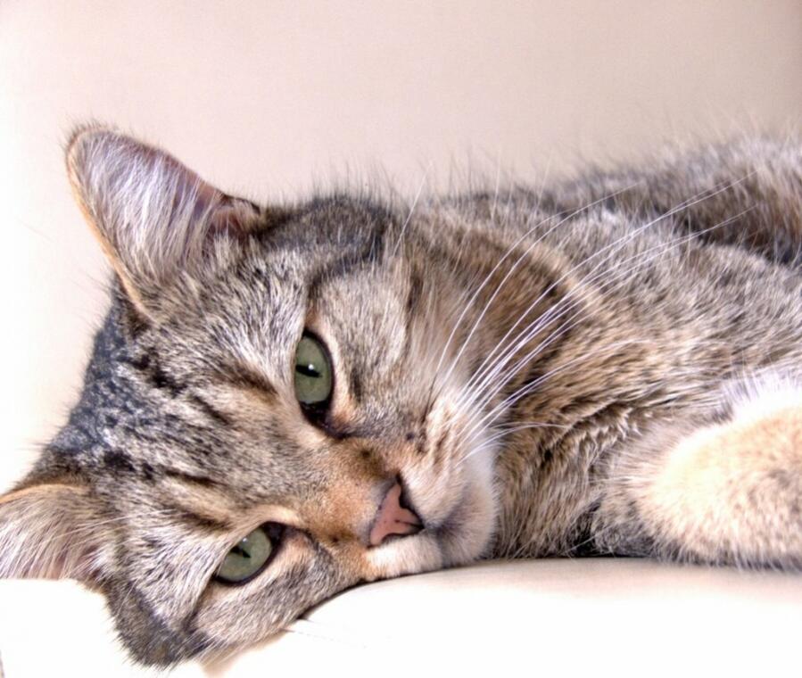 HDR einer Katze auf einem Stuhl ;)