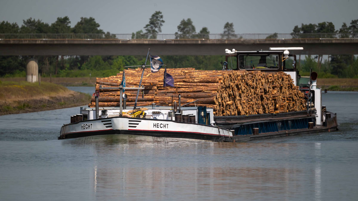 Hecht mit Holz.jpg