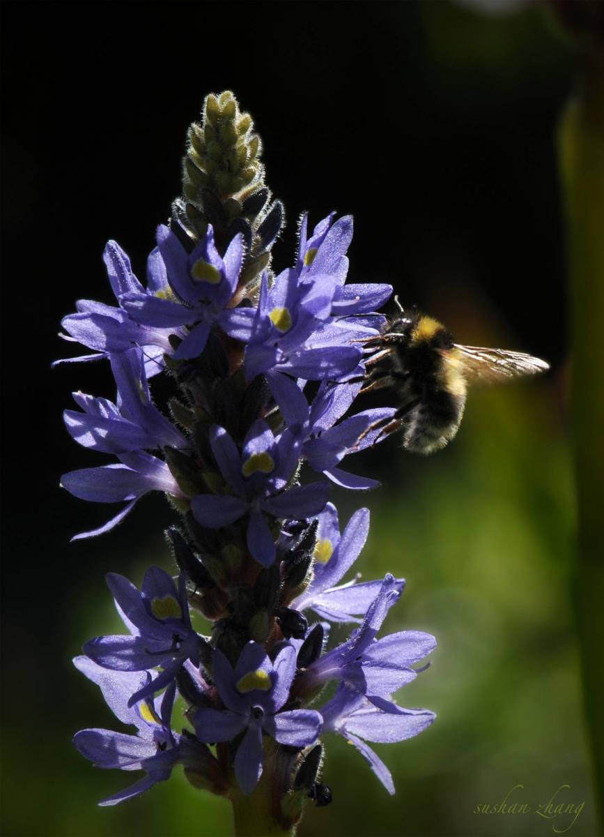 Hechtkraut mit Hummel