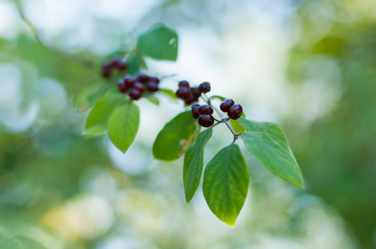 Heckenkirschen Beeren