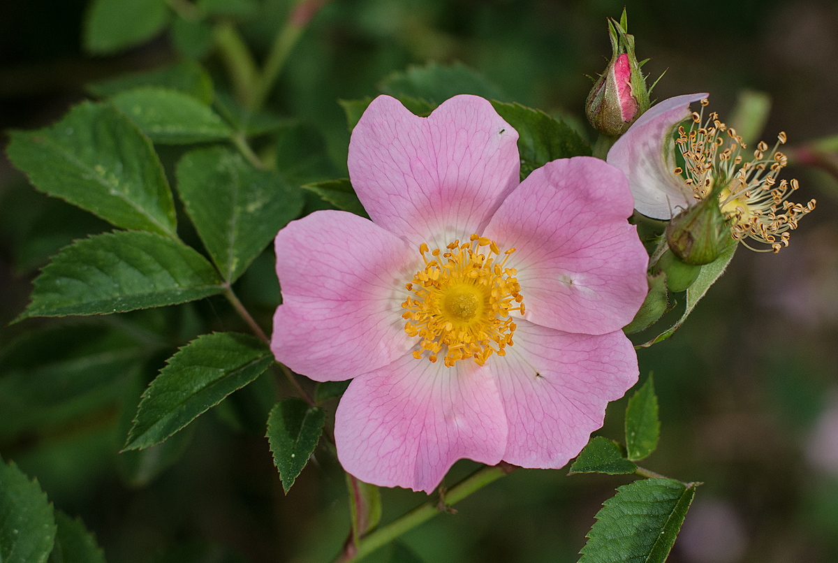 Heckenrose.jpg