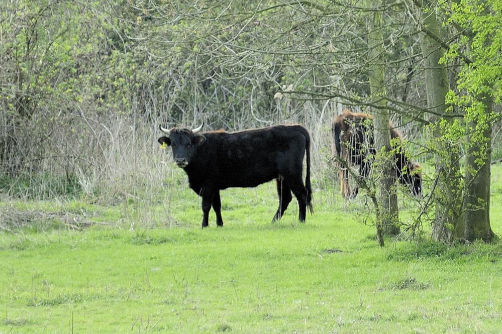 Heckrind schwarz