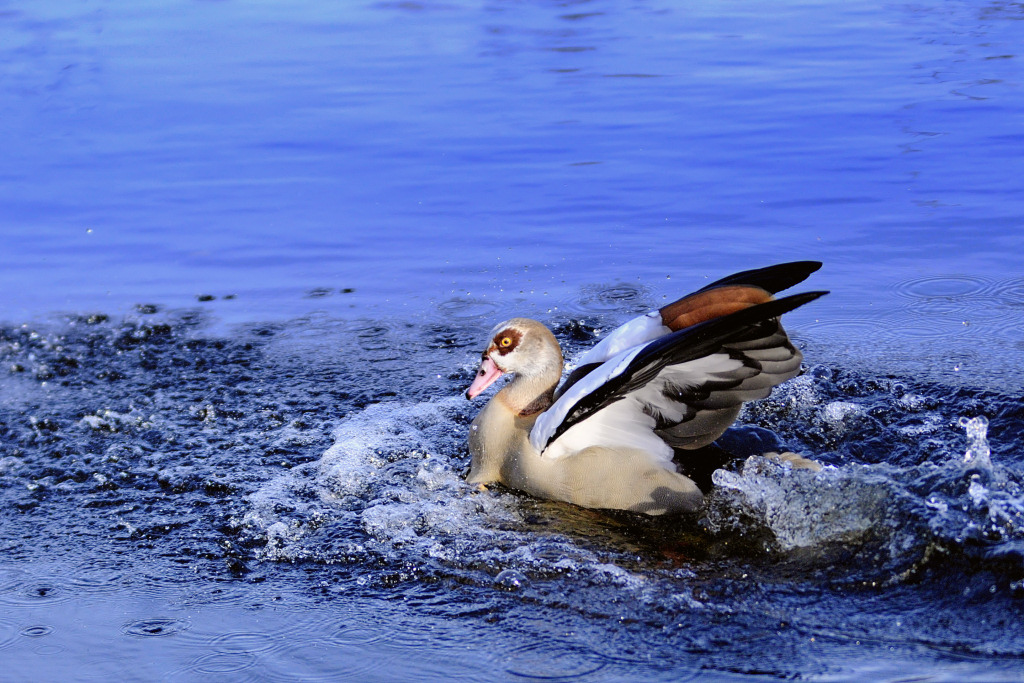 HED2956 nilgans 2014 1