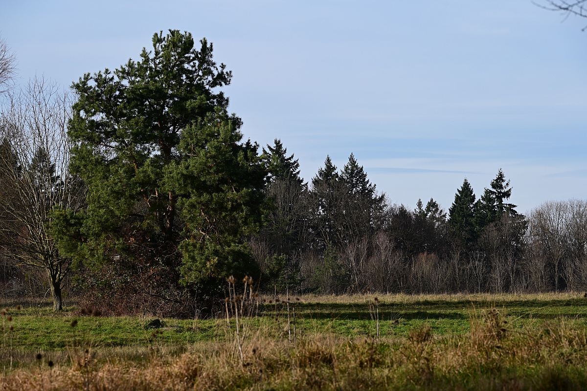 Heide1.jpg
