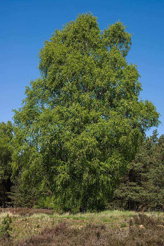 Heidebirke