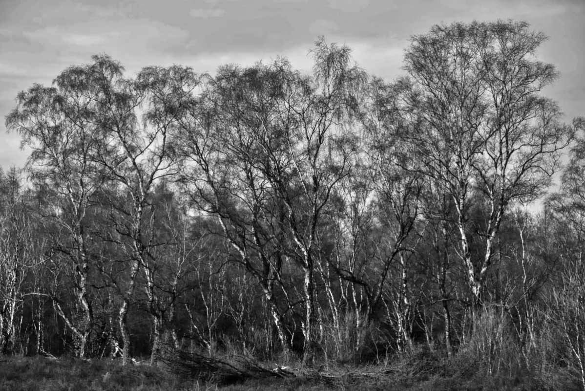 Heidebirken 3 BW.jpg