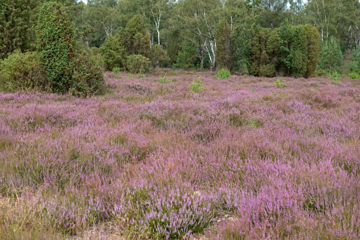 Heideblüte 3.jpg