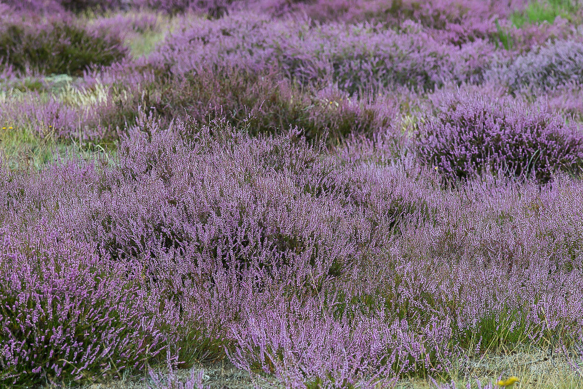 Heideblüte.jpg