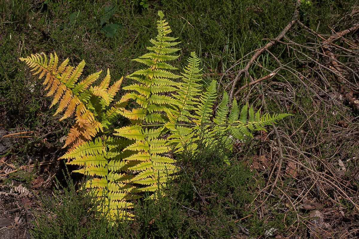 Heidefarn (1 von 1).jpg