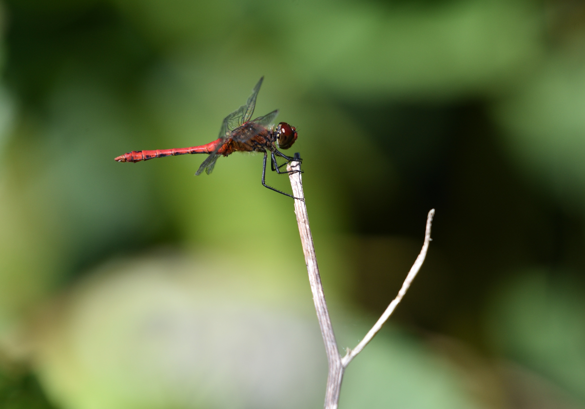 Heidelibelle 072016