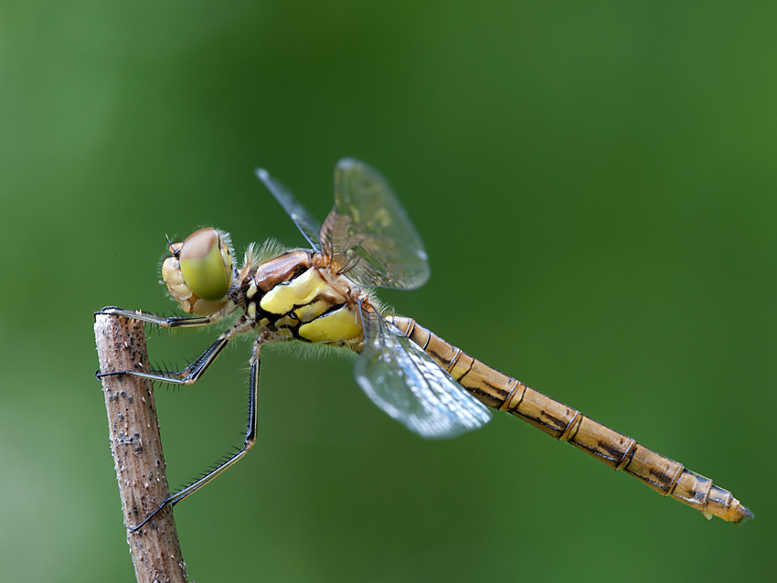 Heidelibelle 2012 07 16 02