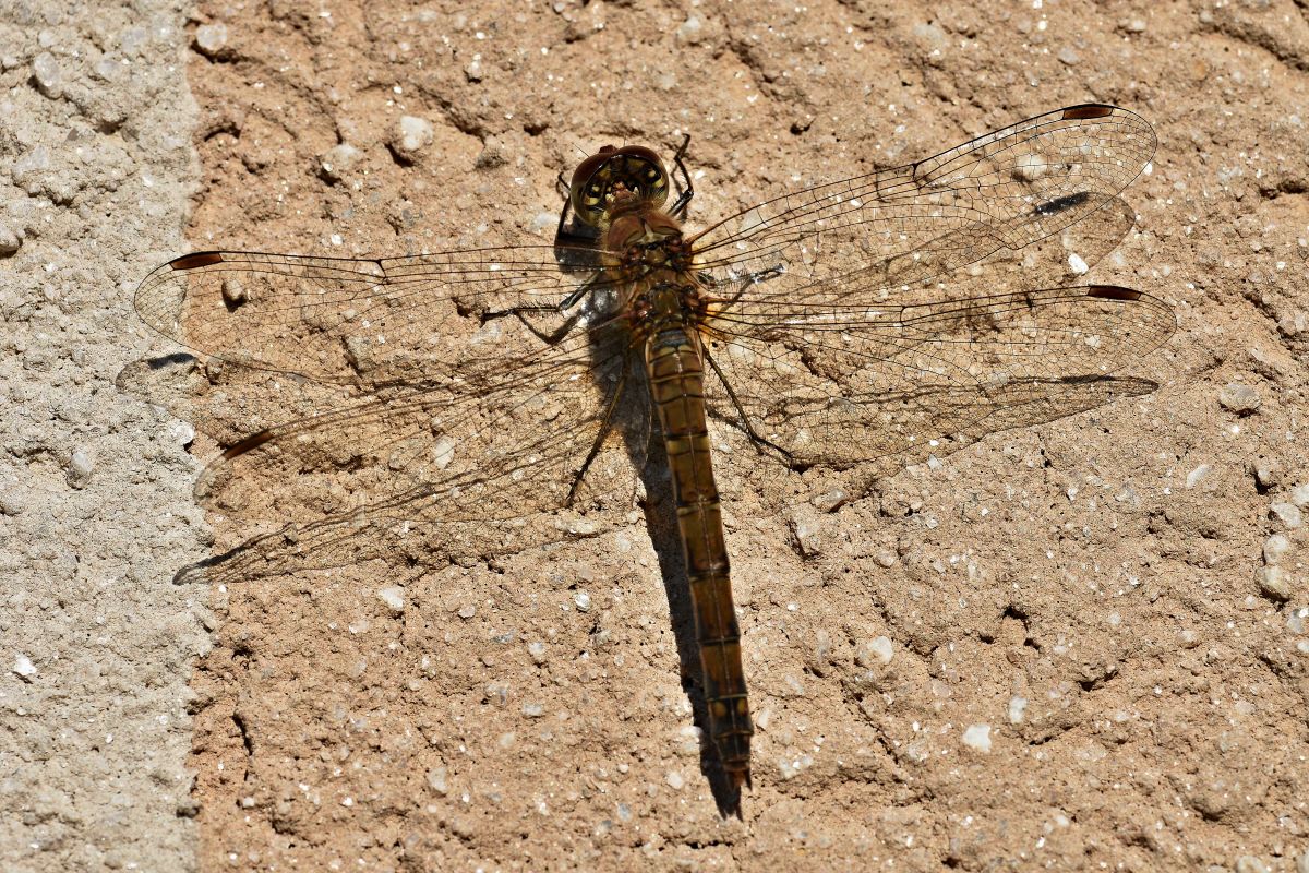 Heidelibelle (altes W.) nimmt Sonnenbad II.jpg