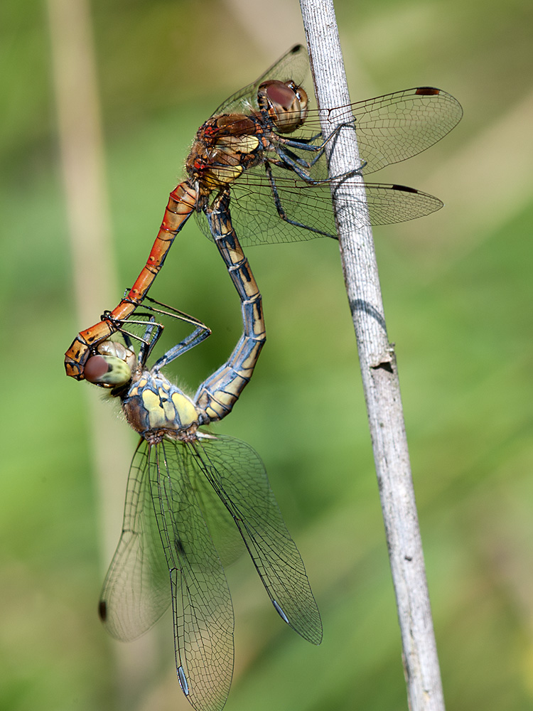 Heidelibelle Große 2013 08 29 00