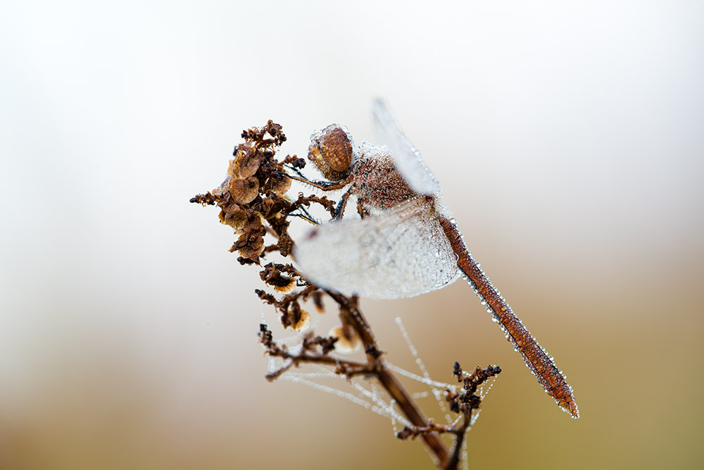 Heidelibelle